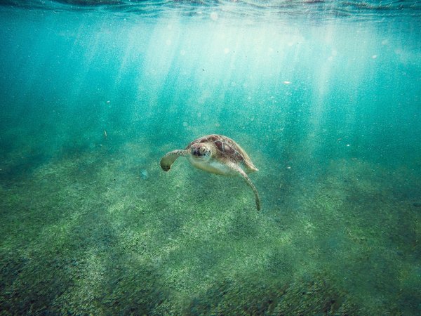 Quels sont les meilleurs spots pour observer les tortues de mer en Grèce?